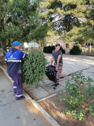 Депутат Анатолий Жданов помог с озеленением аллеи героев в поселке Медвеженском
